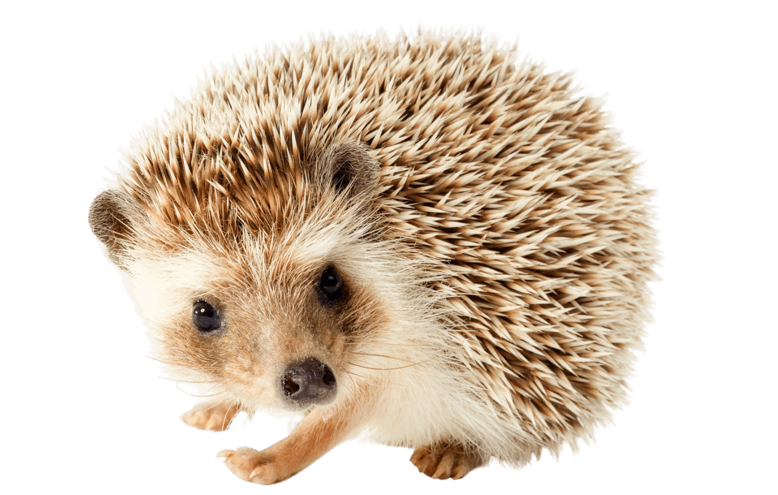 Home Oklahoma Hedgehogs