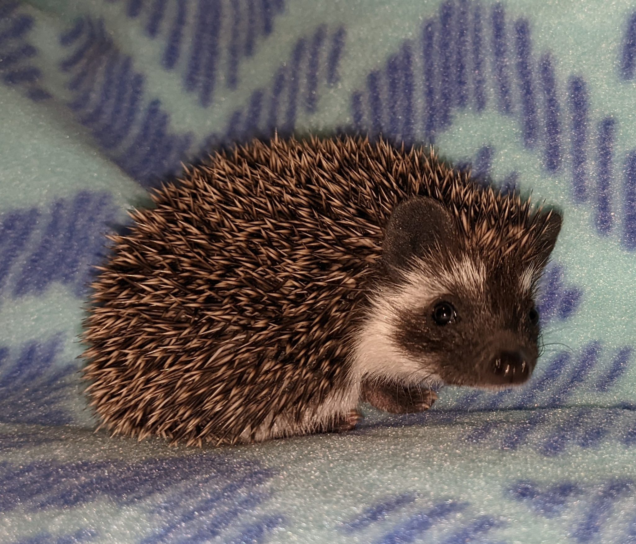 Our Hedgehogs Oklahoma Hedgehogs