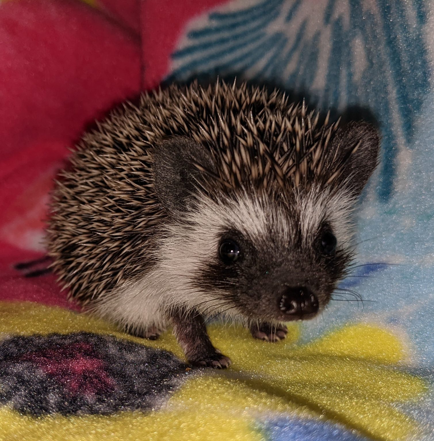 Our Hedgehogs Oklahoma Hedgehogs